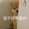 萌宠 汪星人 怪不好意思的 无奈 呆萌 可爱