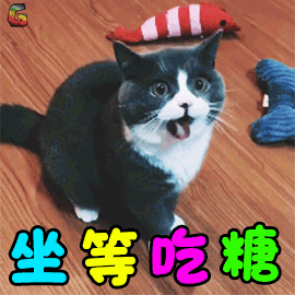 萌宠 猫咪 猫 万圣节 坐等 吃糖 soogif soogif出品