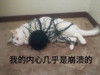 萌宠 猫星人 我的内心几乎是崩溃的 难受 呆萌 搞怪