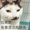 猫 拉黑吧 联系