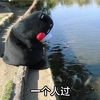 熊本熊 一个人过 湖边 发呆