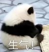 萌宠 熊猫 生气 难受 呆萌 可爱