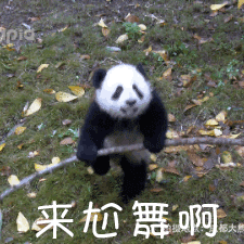 熊猫 国宝 跳舞 来尬舞啊