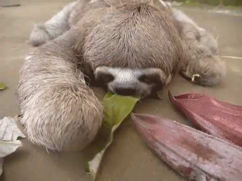 树懒 sloth 懒惰