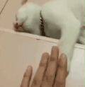 萌宠 猫咪 睡觉 做梦