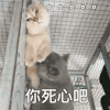 萌宠 喵星人 你死心吧 无语 呆萌 搞怪