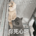 萌宠 喵星人 你死心吧 无语 呆萌 搞怪