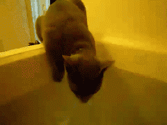 猫星人 搞笑 搞怪 喝水 惊吓 逃窜