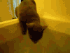 猫星人 搞笑 搞怪 喝水 惊吓 逃窜