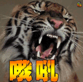 老虎 哦吼 生气 soogif soogif出品