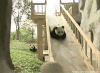 熊猫 panda