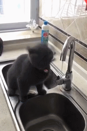 小猫 喝水 水池 毛茸茸