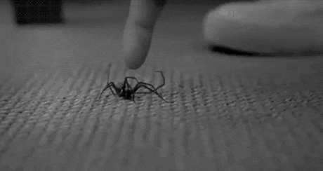 蜘蛛 倒立 窗户 手指