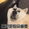 狗 萌宠 斗图 汪星人 睡觉吧狗命重要