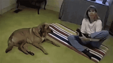 狗狗 美女 瑜伽 搞笑