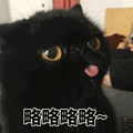 萌宠 猫咪 猫 略略略 拒绝 搞怪