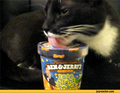 冰淇淋  猫 可爱 萌