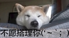睡觉 休息 懒惰 狗狗 不愿搭理你