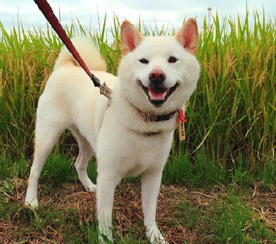 狗狗 張大嘴 草地 狗鏈