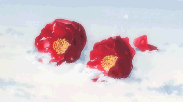 雪地 鲜花  唯美 可爱