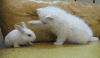 小猫 兔子 打架 白色