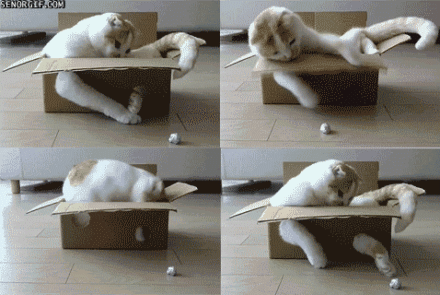 猫咪 纸箱 玩耍 搞笑