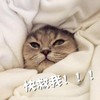 猫咪 可爱 呆萌 斗图 搞笑 快救我