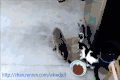 宠物 搞笑 gif 吃货