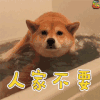 柴犬 人家不要 soogif
