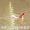 萌宠 猫星人 鸡听了只想离开 走开 搞怪 呆萌