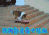 狗 卖萌 狗狗能卖萌也玩潮