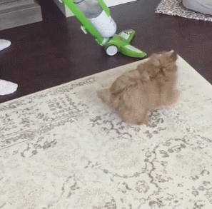 狗狗 玩耍 吸尘器 地毯