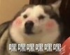 萌宠 汪星人 嘿嘿嘿 害羞 呆萌 可爱