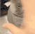 猫咪 胖乎乎 可爱 毛茸茸 喵星人