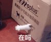 萌宠 猫星人 猫爪 在吗 在干嘛 呆萌 可爱