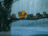 默认专辑 下雨 淋雨 可爱