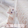 萌宠 猫星人 一起睡觉觉啦 呆萌 搞怪