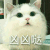 小猫 可爱 直视 凶凶哒