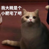 萌宠 猫星人 我大概是个小肥宅吧 迷惑 呆萌 搞怪