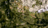 深林 风景 soogif soogif出品