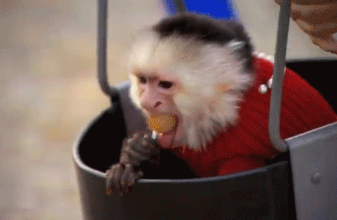 猴子 秋千 棒棒糖 好玩