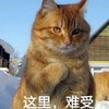 萌宠 猫星人 这里难受 不开心 呆萌 可爱