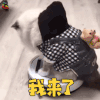 萌宠 我来了 搞怪 soogif soogif出品