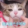萌宠 喵星人 我真是个小可怜 可怜兮兮 搞怪 逗