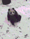 搞笑 萌宠 可爱