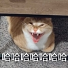 萌宠 猫星人 哈哈哈 开心 呆萌 可爱