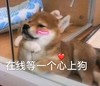 萌宠 猫星人 在线等一个心上狗 我来了 呆萌 可爱