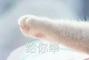 萌宠 猫星人 给你牵 示好 呆萌 可爱
