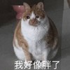 萌宠 喵星人 我好像胖了 可爱 减肥 胖嘟嘟