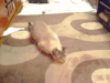 喵星人 搞笑 萌宠 猫 猫咪